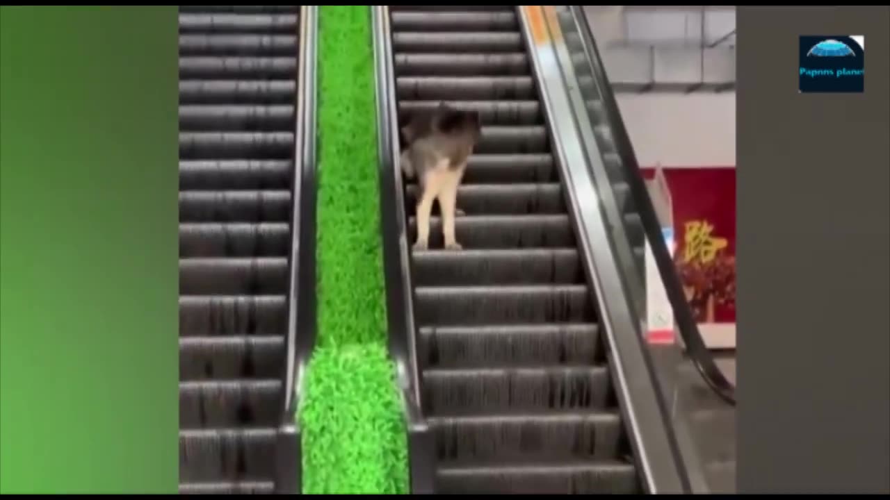 Funny animals - Funny cats _ dogs - Funny animal videos 2023