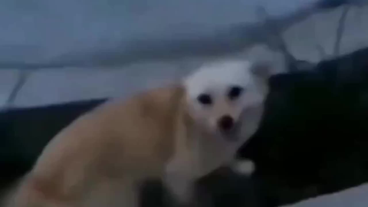 👌Different things for dogs💕