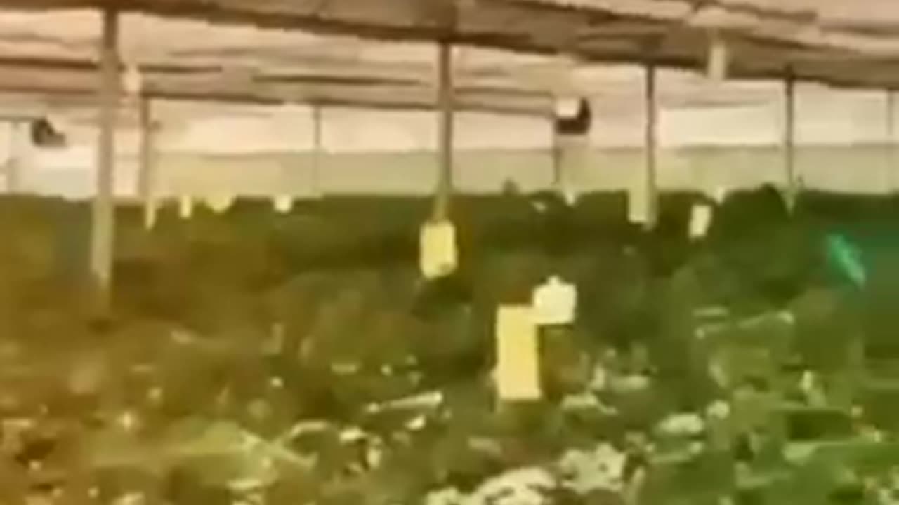 電子文化 - 失われた農業技術。 誰が、そしてなぜそれをしたと思いますか?