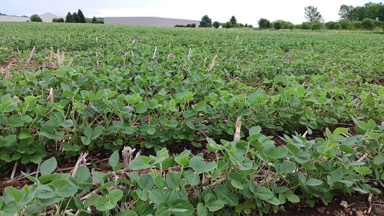 Soybean field Oshkosh Winsconsin