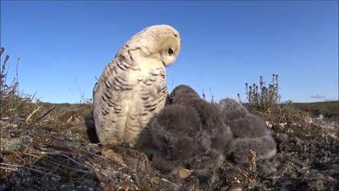 Snowy Owls lunch for the little ones. Part2