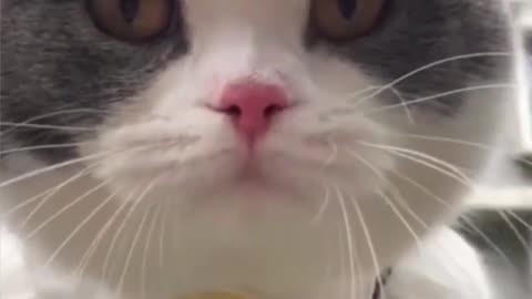 The_funniest_animals_2023_😂_Funny_videos_about_cats_and_dogs_😺🐶_#shorts