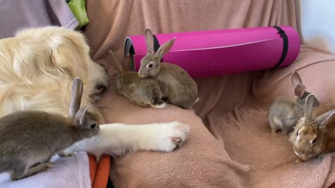 Baby Bunnies Surprise the Golden Retriever with their Play