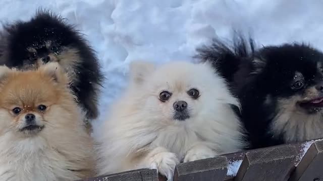 Beautiful dogs like balls hanging at the gate