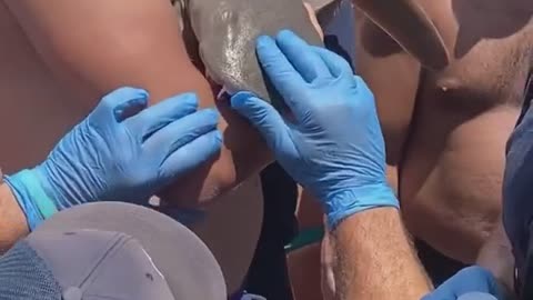 Florida - Shark Bite