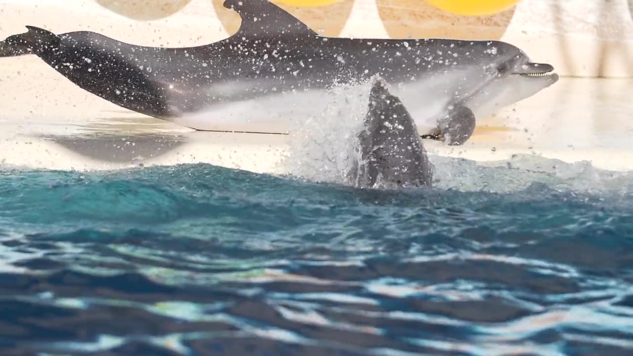 Dolphin 🐬 fun time. 😅