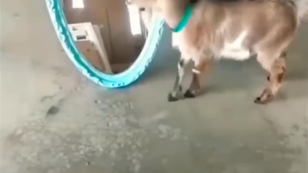 shorts Funny animals videos