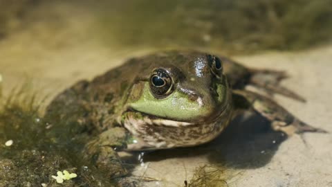 frog| cute frog | frog video | pets