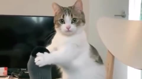 Cat funny video