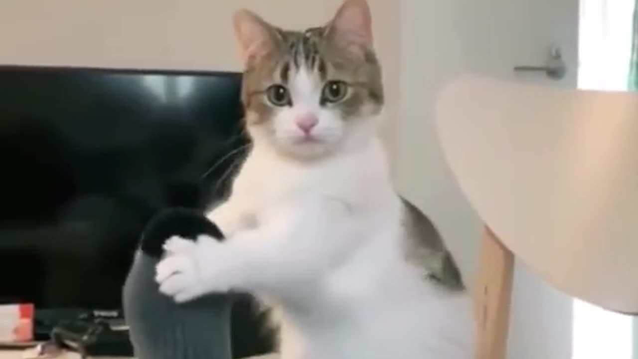 Cat funny video