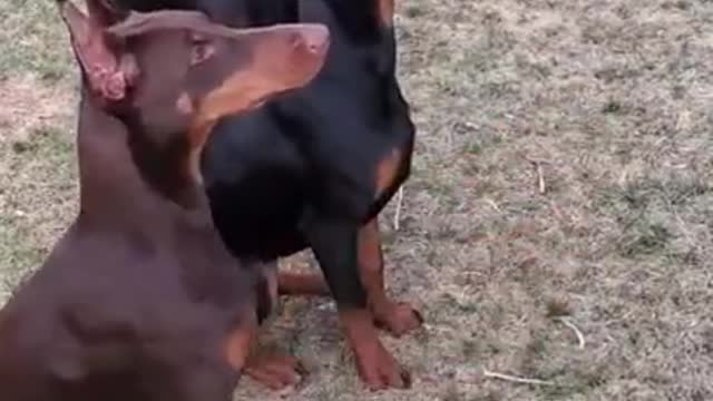 Doberman Pinscher - Dog brain training Master #shorts