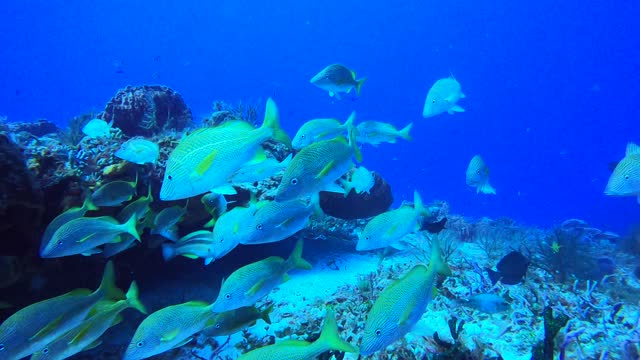 Cozumel SCUBA Diving Punta Tunich Bluestripped Grunts