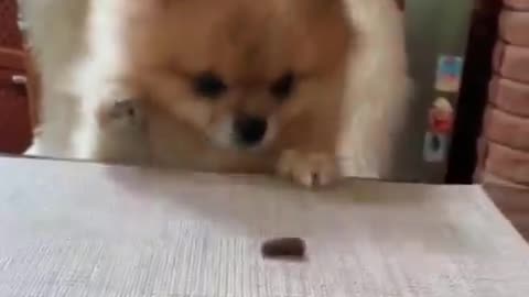 Cute 🐶 dog funny eating