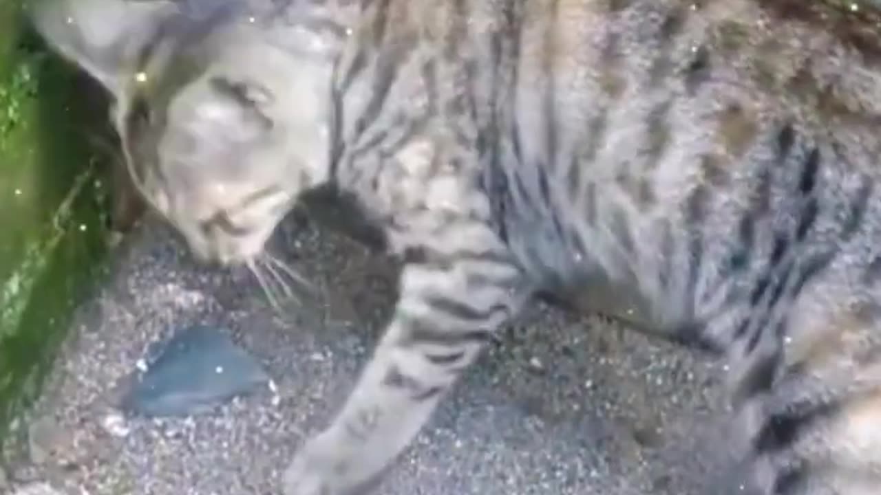 Best Funniest Animal Videos 2023 😅 - Funny Cats And Dogs Videos #2 😂