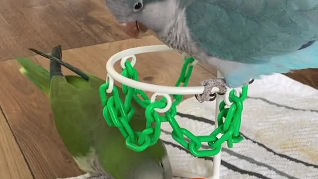 The defence for the blue team parrot sucks. He’s just letting Green parrot score all over the place