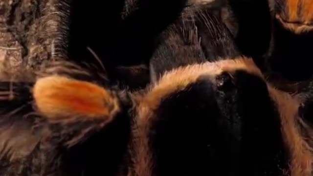 Tarântula preta e laranja caminhando,