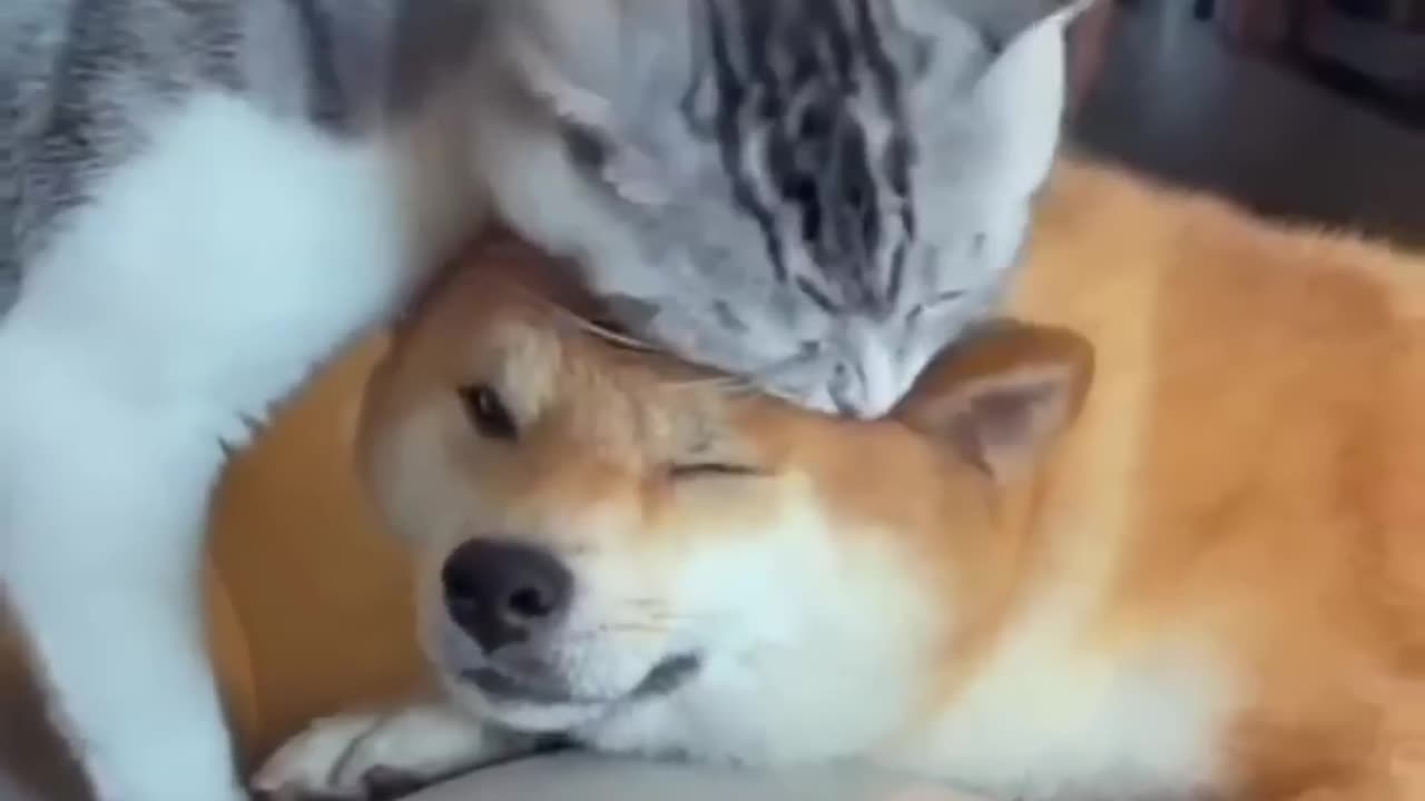 Unlikely Friendship Astonishing Cat and Dog Duo! Short #shorts #funnymemes #syl_vester