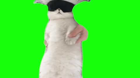 Satoru Gojo Cat Dancing | Green Screen