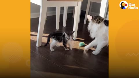 Sisters Rescue A Kitten At The Indy 500