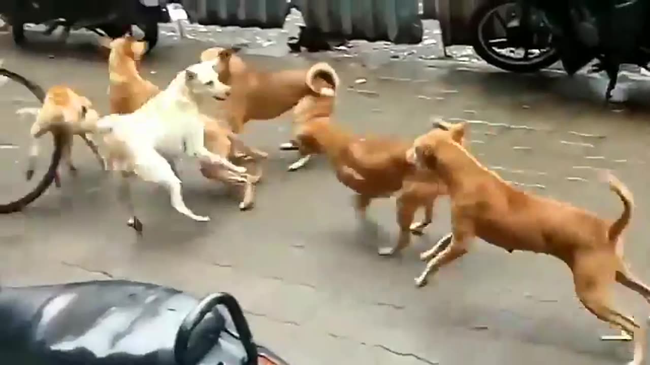 ANGRY DOGS BARKING 🐕 STREET DOGS FIGHT | DOGS FIGHT VIDEOS ||