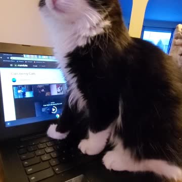 When your kitten loves to Rumble too