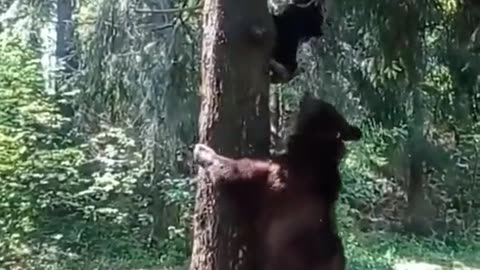 Stuck in a tree with a bear