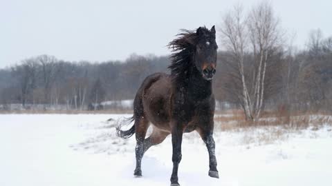 5 MINUTES of BEAUTIFUL HORSES in SNOW