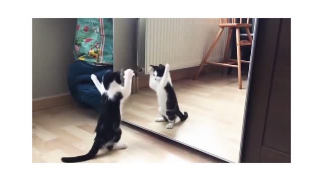 Funny Cat And mirror Video|Funny video