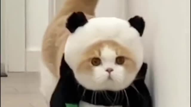 Cute Cat Wearing Hilarious Costumes!