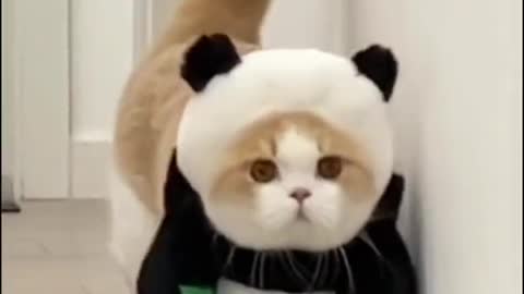 Cute Cat Wearing Hilarious Costumes!