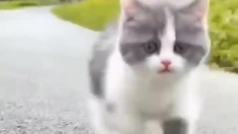 Cute Kittens Run Walk