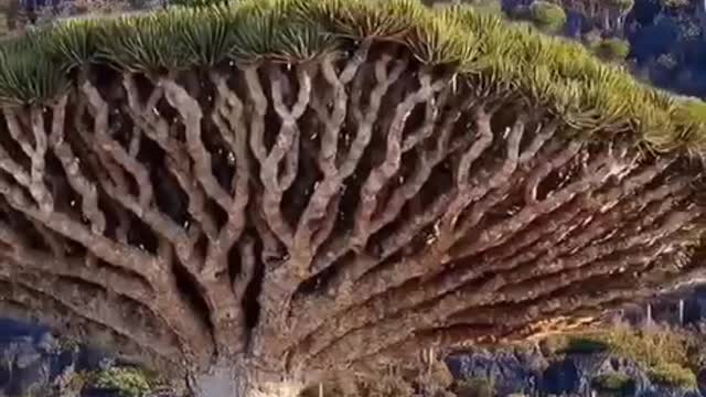 Dragon trees in the Canary Islands