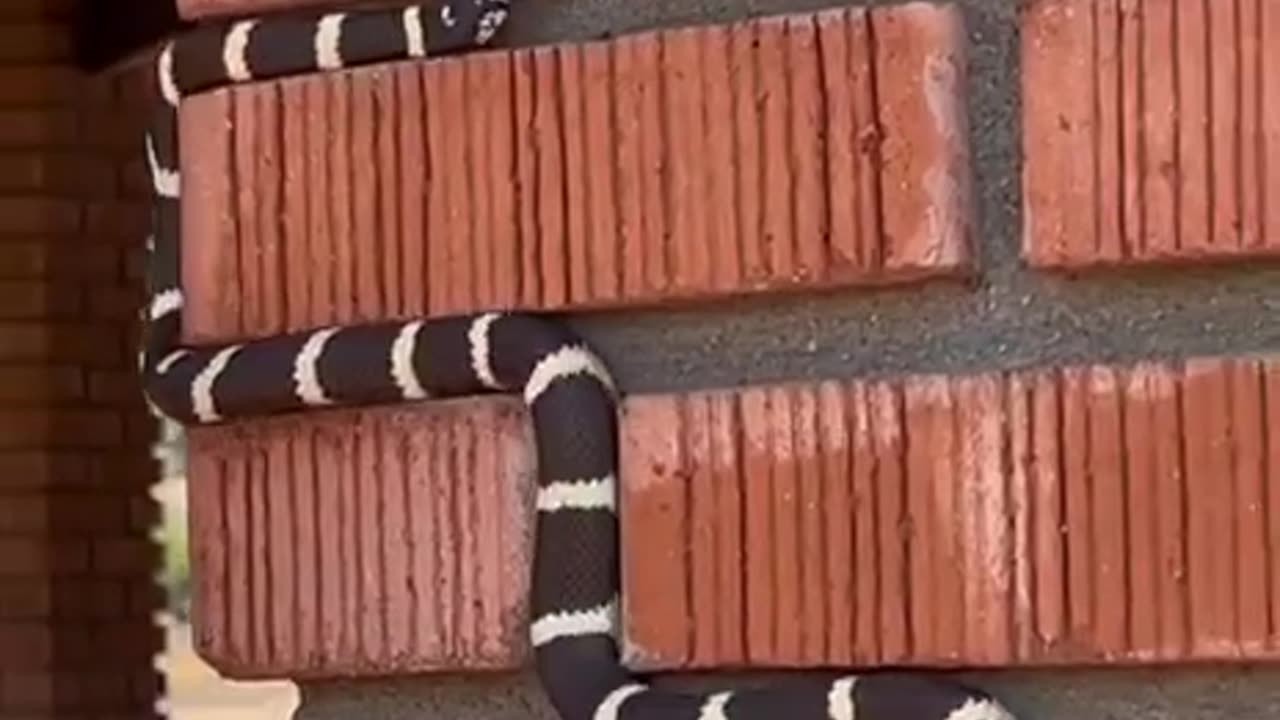 Jigsaw puzzled snake?