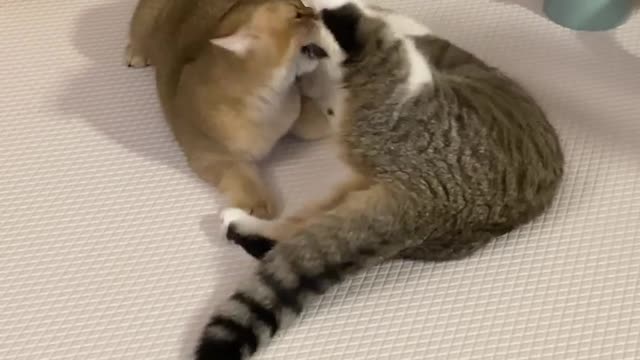 This two cats are so funny