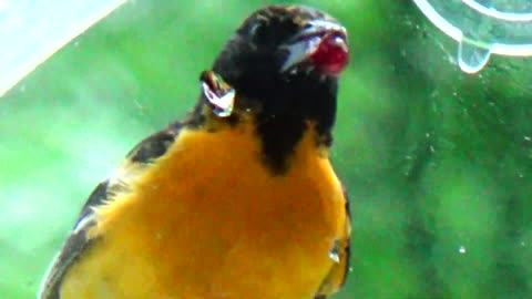 Oriole