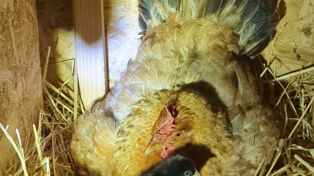 First chick from the homestead!