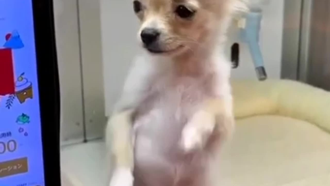 Dog Dancing