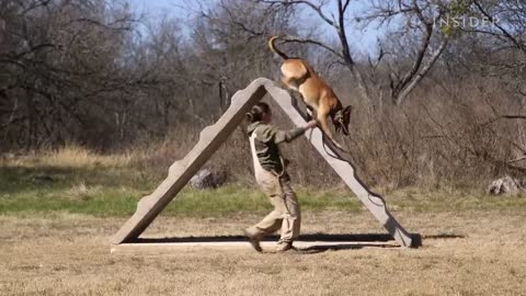 How Military Dogs Are Trained | Boot Camp | Business Insider