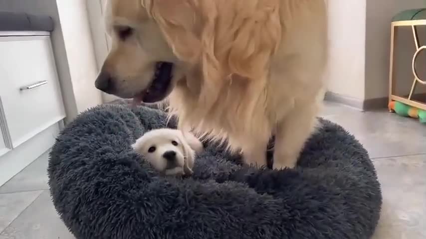 Golden Retriever Reacts to Golden Retriever Puppy Occupying His Bed