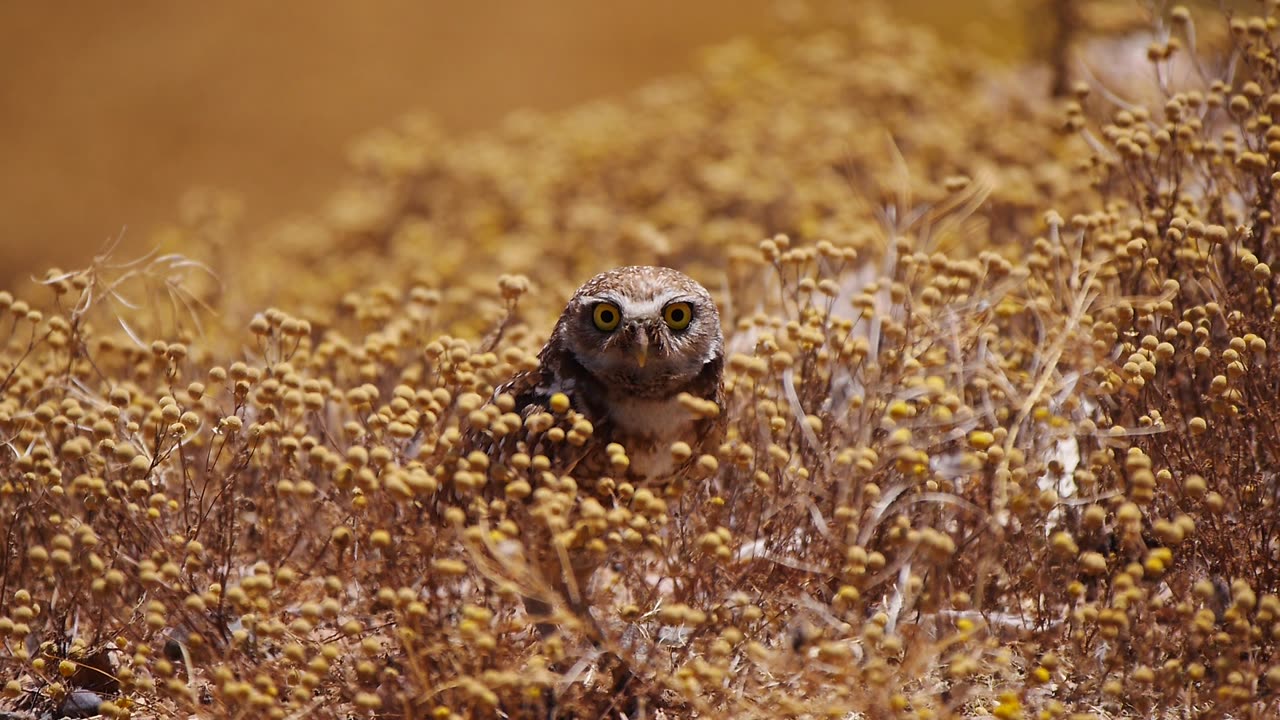 Burrowing Owl is Cautious