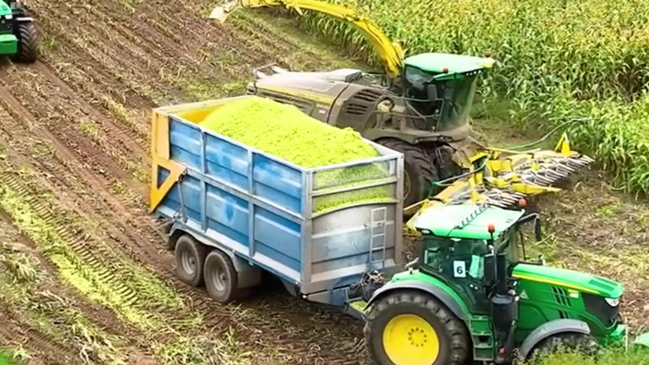 Maize Harvesting