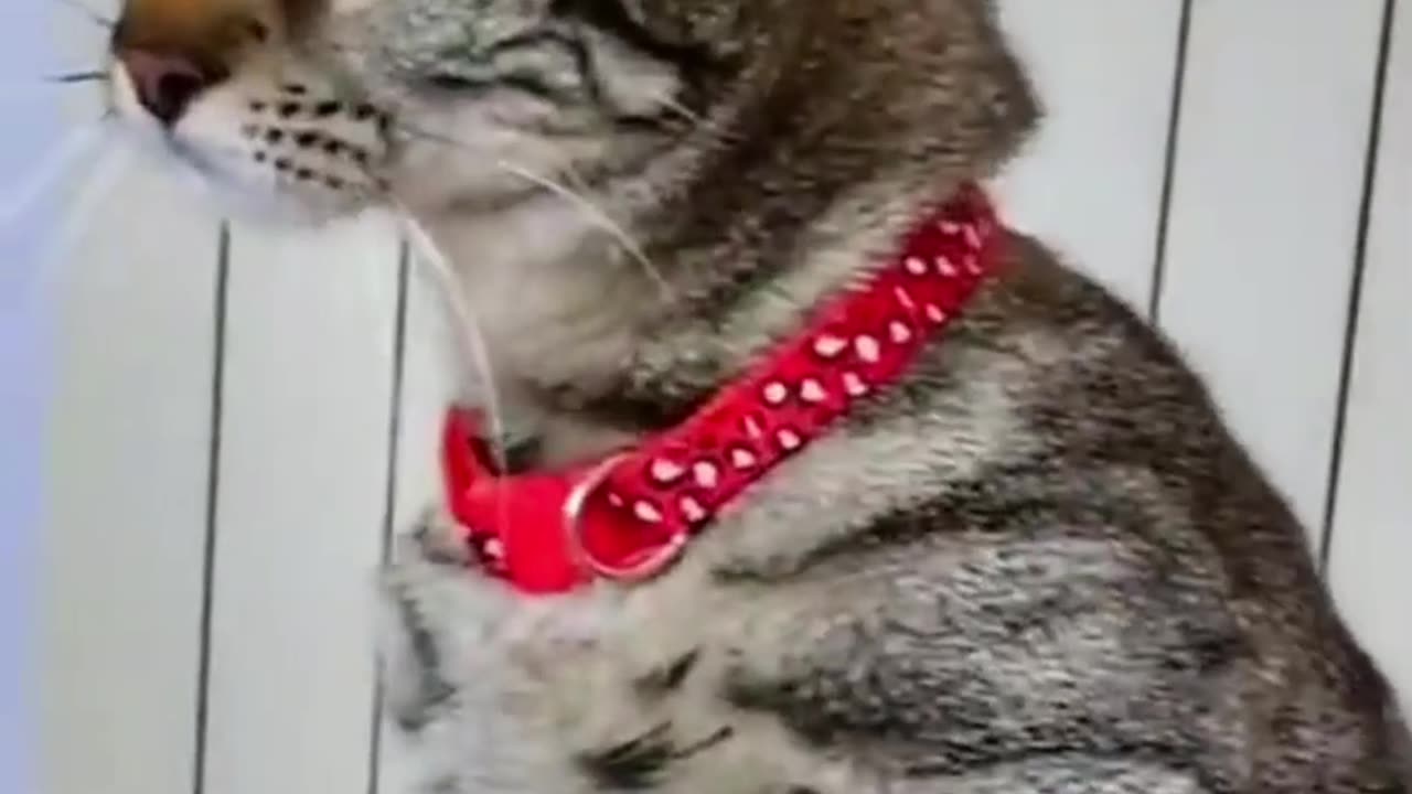 Cat fanny video