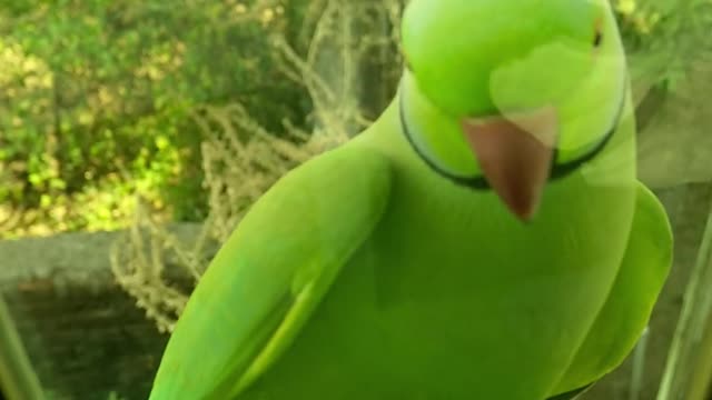 A Green Parrot Perched