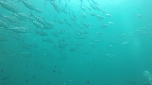 fishes underwater in thailand jackfish