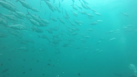 fishes underwater in thailand jackfish