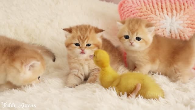 kittens stroll alongside a little duckling in episode one