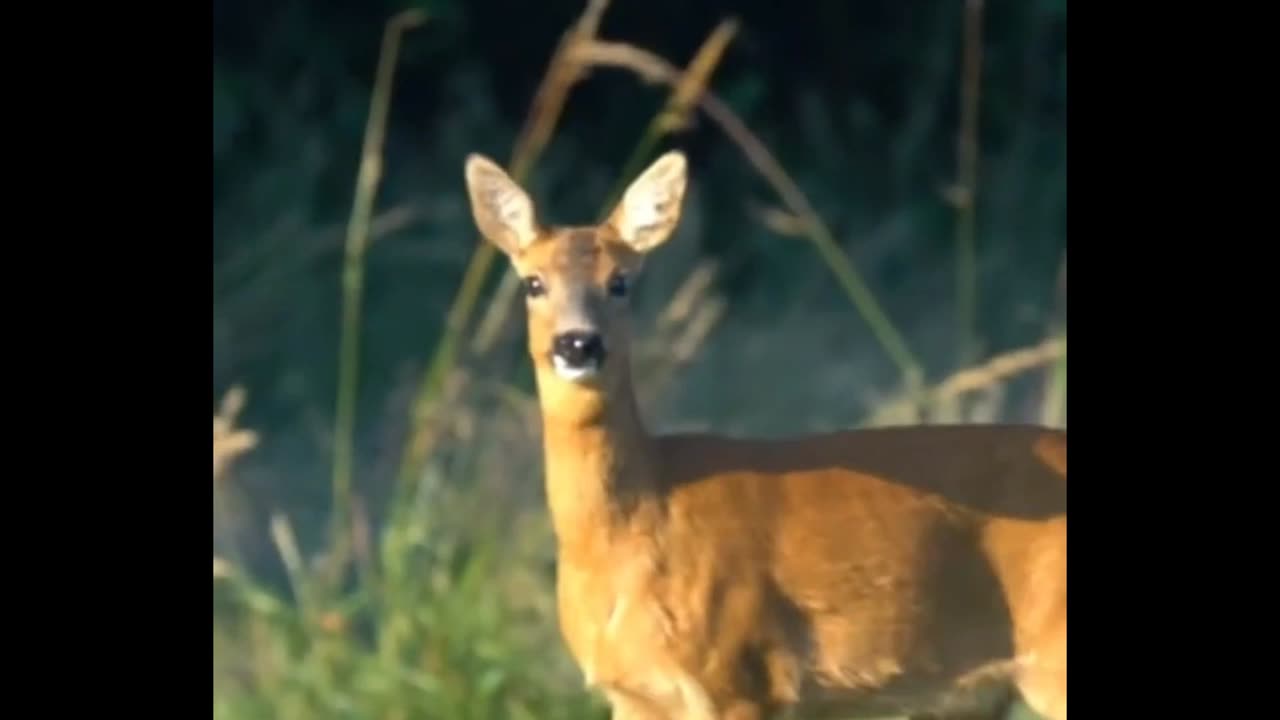 Different Sounds Made by Deer