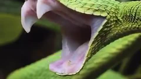 Watch a snack yawn...
