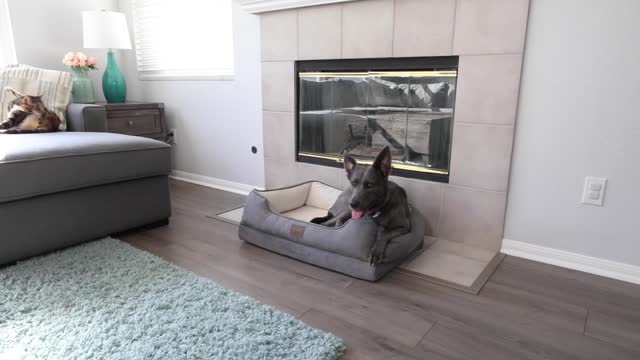 Memory Foam Dog Bed Large Dog Bed - Dog Sofa Dog Couch Lounger Style Pet Bed