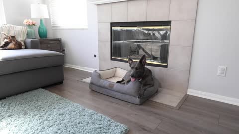 Memory Foam Dog Bed Large Dog Bed - Dog Sofa Dog Couch Lounger Style Pet Bed